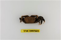 藏品(特氏大眼蟹)的圖片